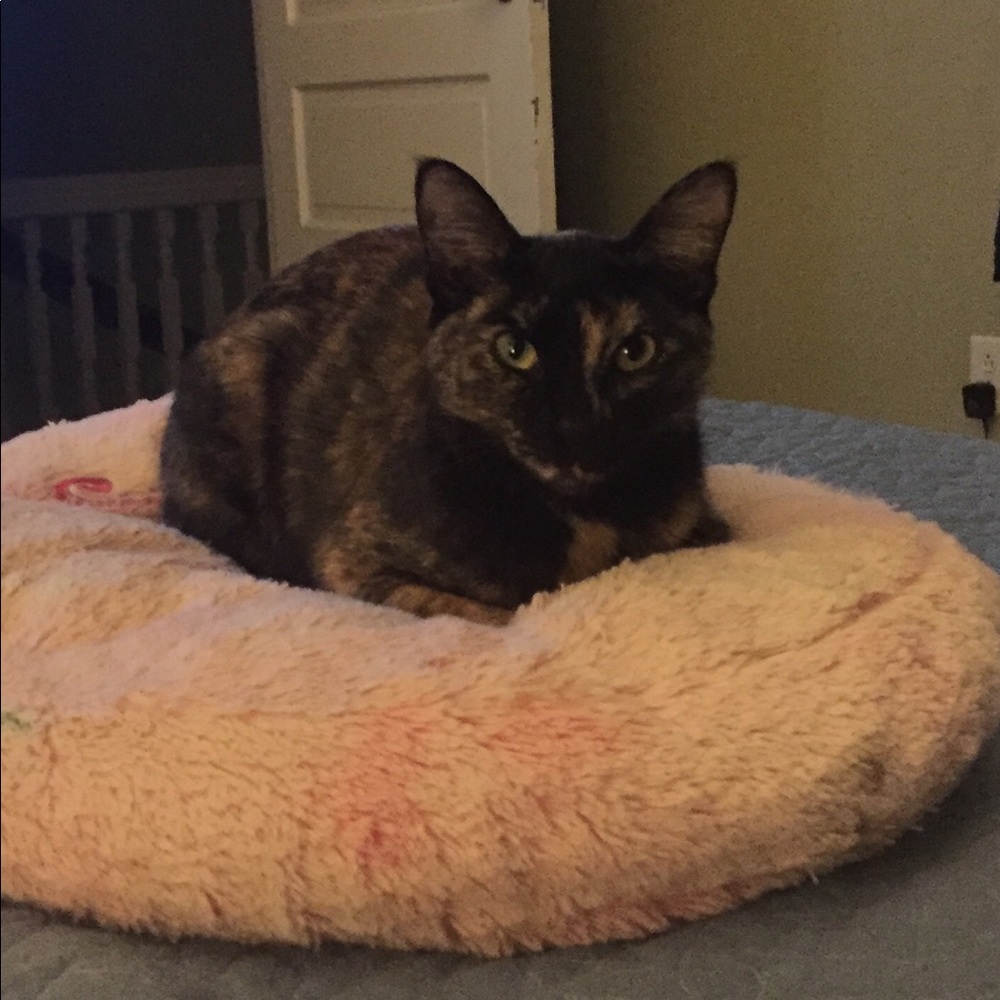 Meet your Posher, Eva